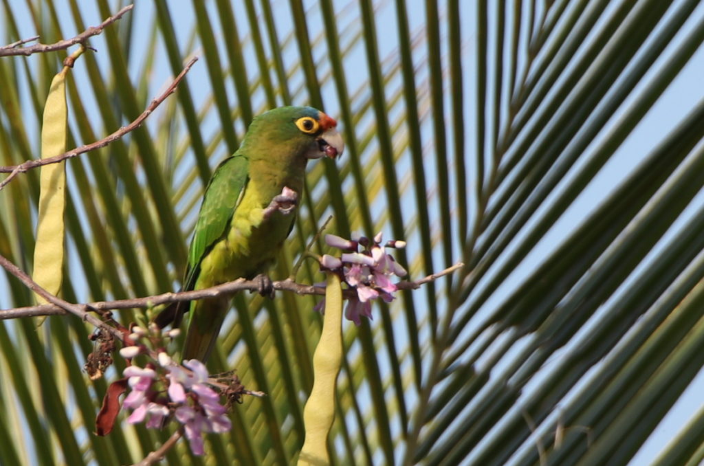 Eupsittula canicularis (Bettina Fleischanderl)