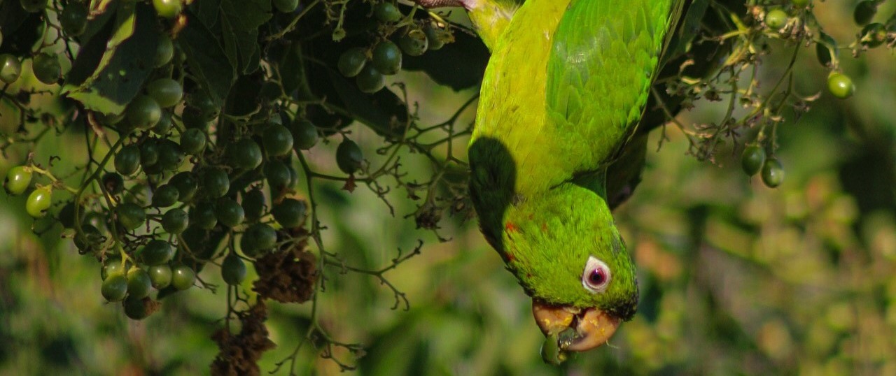 Psittacara holochlorus (Diego Rivera Agustin)