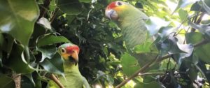 Amazona autumnalis (Tatsy Oberon)