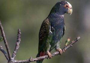 Pionus senilis (Alejandro Gonzalez Terrazas)